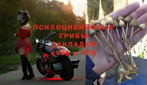 прущие грибы Абаза